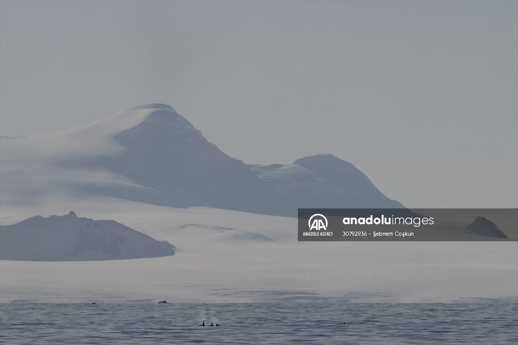 Turkish scientists conduct researches on Antarctica's pollution to protect animals and environment