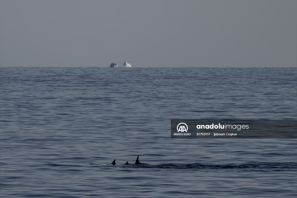 Turkish scientists conduct researches on Antarctica's pollution to protect animals and environment