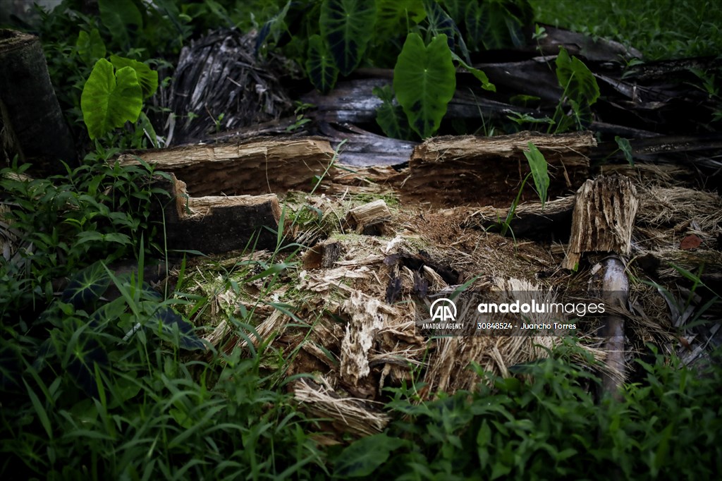 Deforestation on endangered wildlife at the Amazon