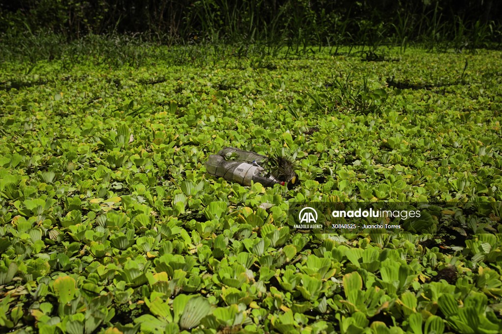 Deforestation on endangered wildlife at the Amazon