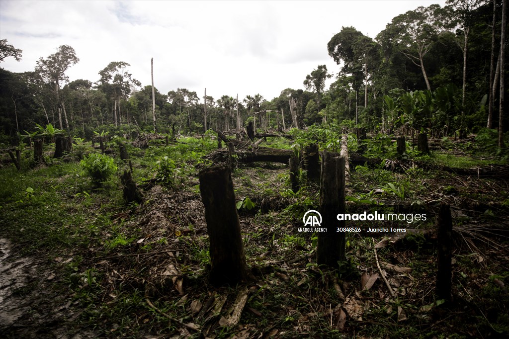 Deforestation on endangered wildlife at the Amazon
