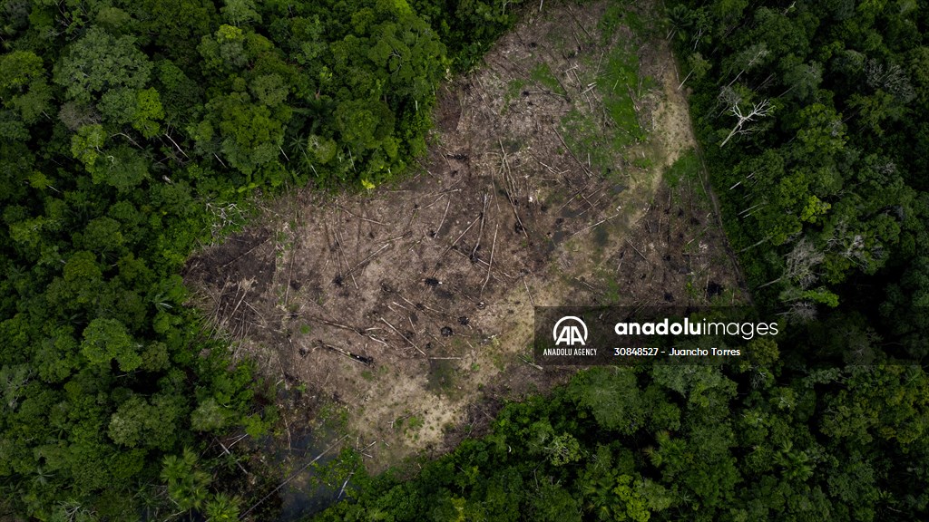 Deforestation on endangered wildlife at the Amazon | Anadolu Images