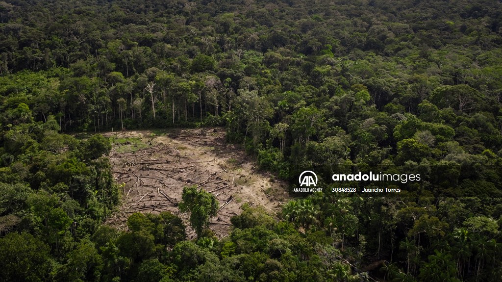 Deforestation on endangered wildlife at the Amazon
