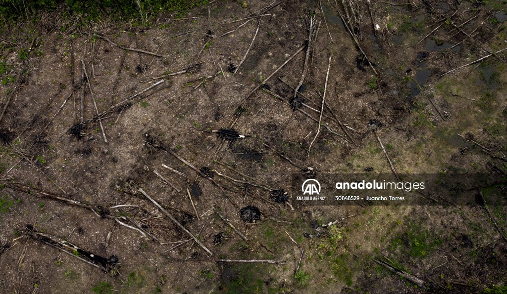 Deforestation on endangered wildlife at the Amazon