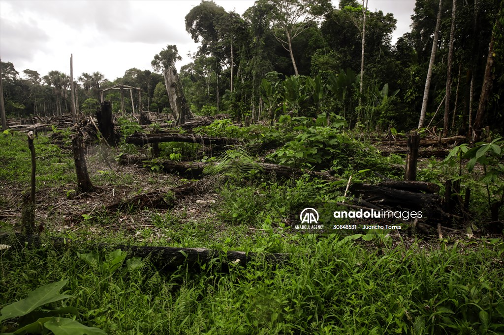 Deforestation on endangered wildlife at the Amazon