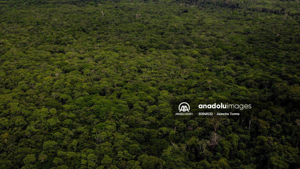 Deforestation on endangered wildlife at the Amazon