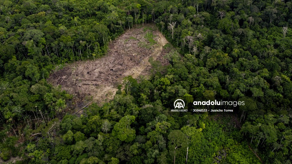 Deforestation on endangered wildlife at the Amazon