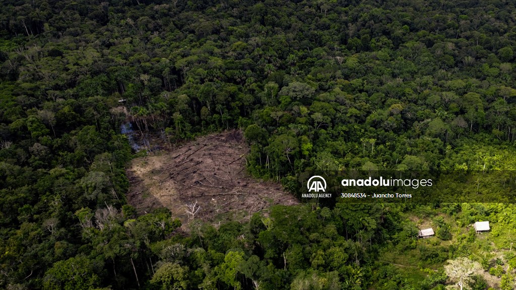Deforestation on endangered wildlife at the Amazon
