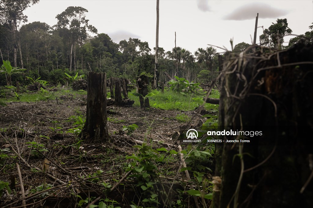 Deforestation on endangered wildlife at the Amazon