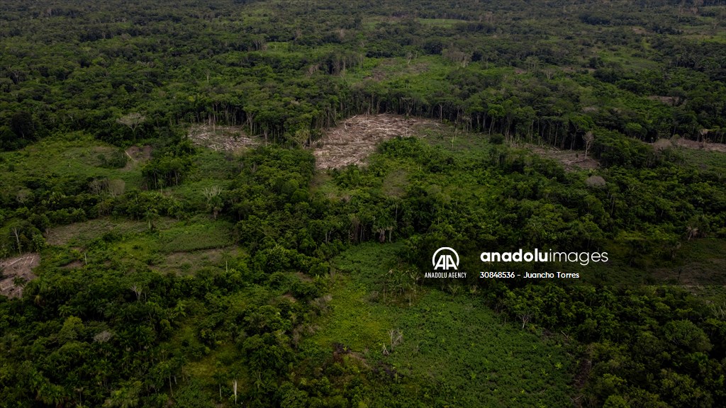 Deforestation on endangered wildlife at the Amazon