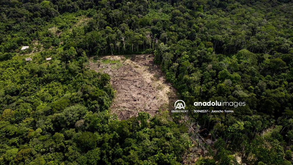 Deforestation on endangered wildlife at the Amazon