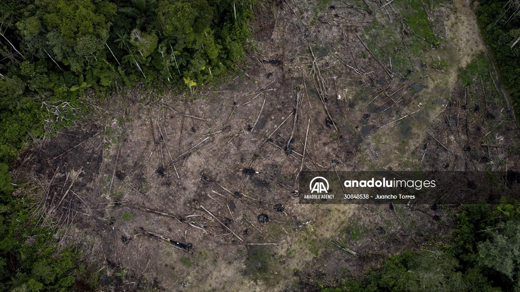 Deforestation on endangered wildlife at the Amazon