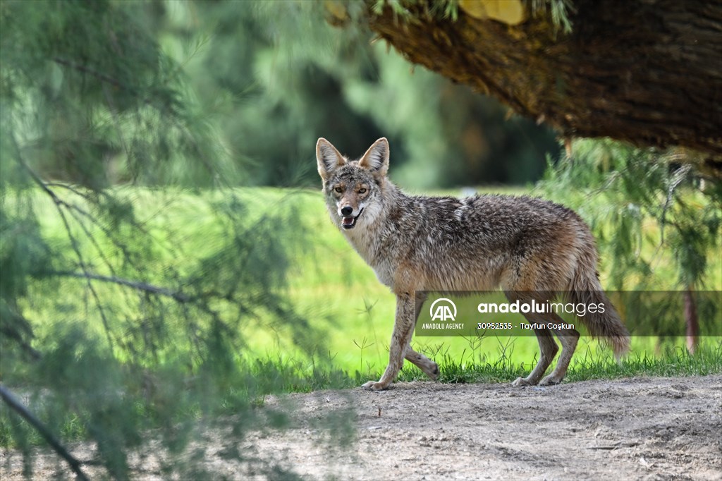 Mesquite Flat Sand Dunes in California