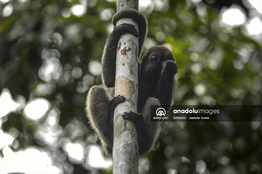 The Amazon Rainforest's Rich Biodiversity in Peril as Deforestation Ravages the Land