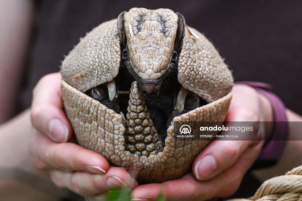 Rare newborn Brazilian three banded armadillo at Wroclaw Zoo