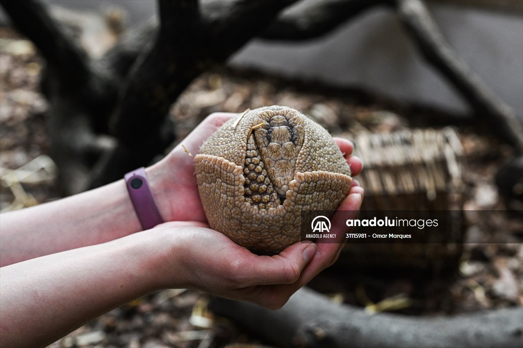 Rare newborn Brazilian three banded armadillo at Wroclaw Zoo