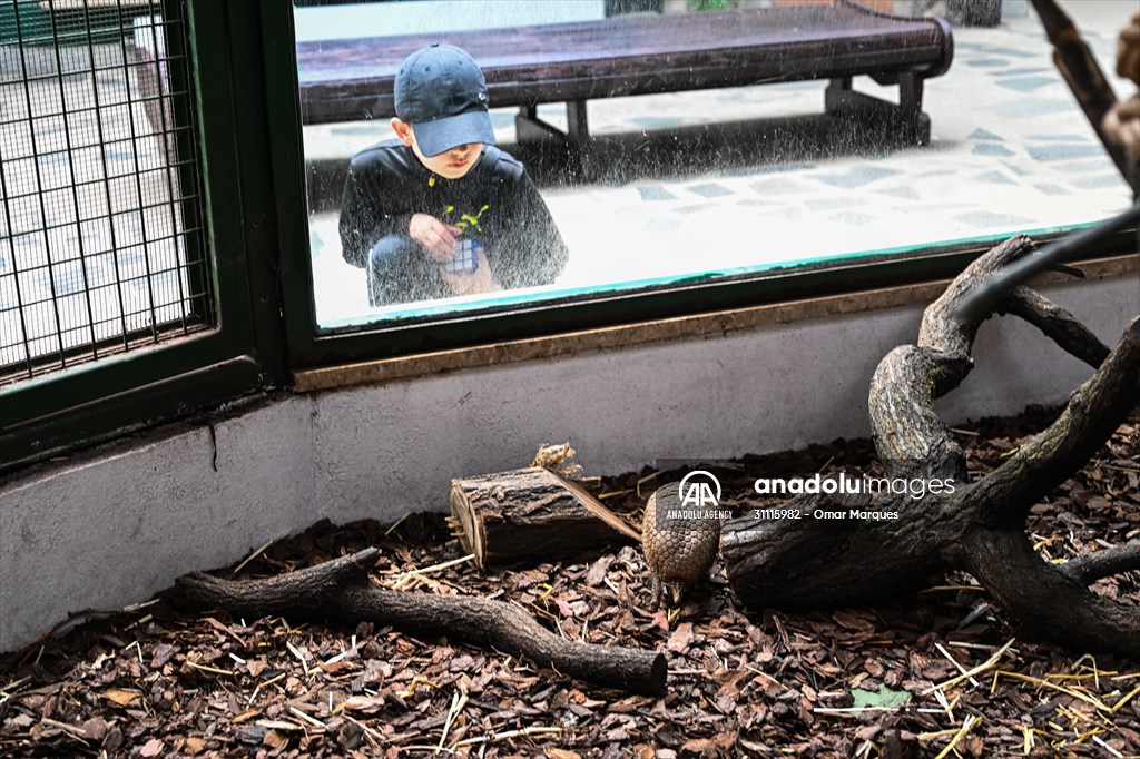 Rare newborn Brazilian three banded armadillo at Wroclaw Zoo