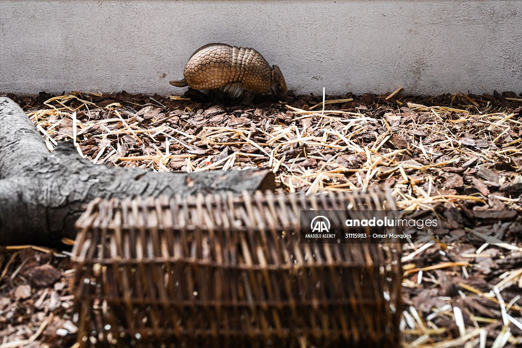 Rare newborn Brazilian three banded armadillo at Wroclaw Zoo