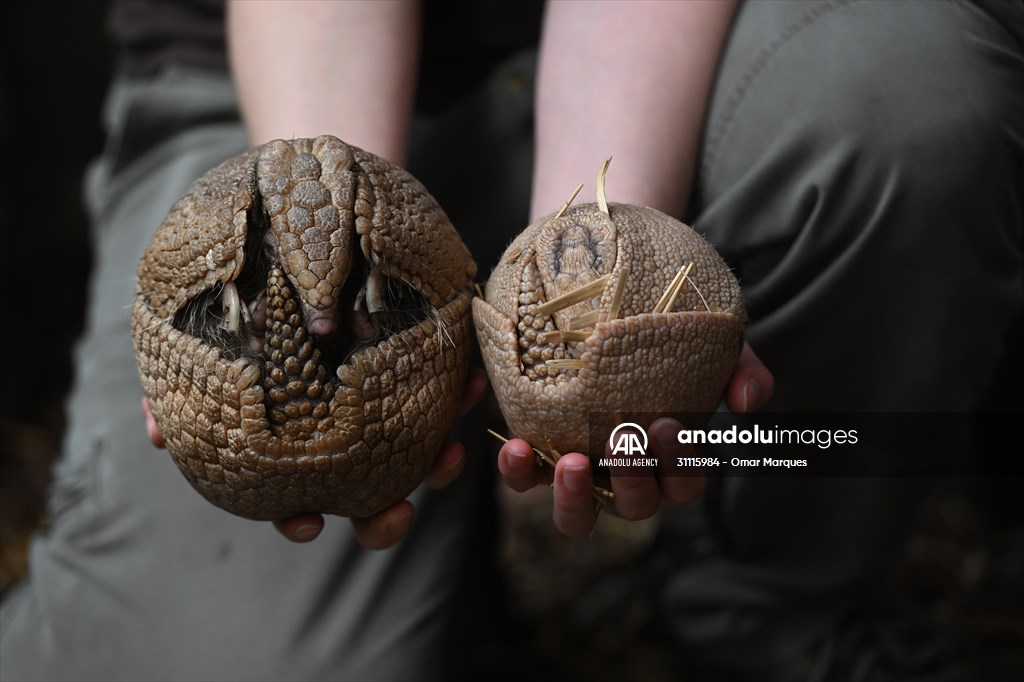 Rare newborn Brazilian three banded armadillo at Wroclaw Zoo