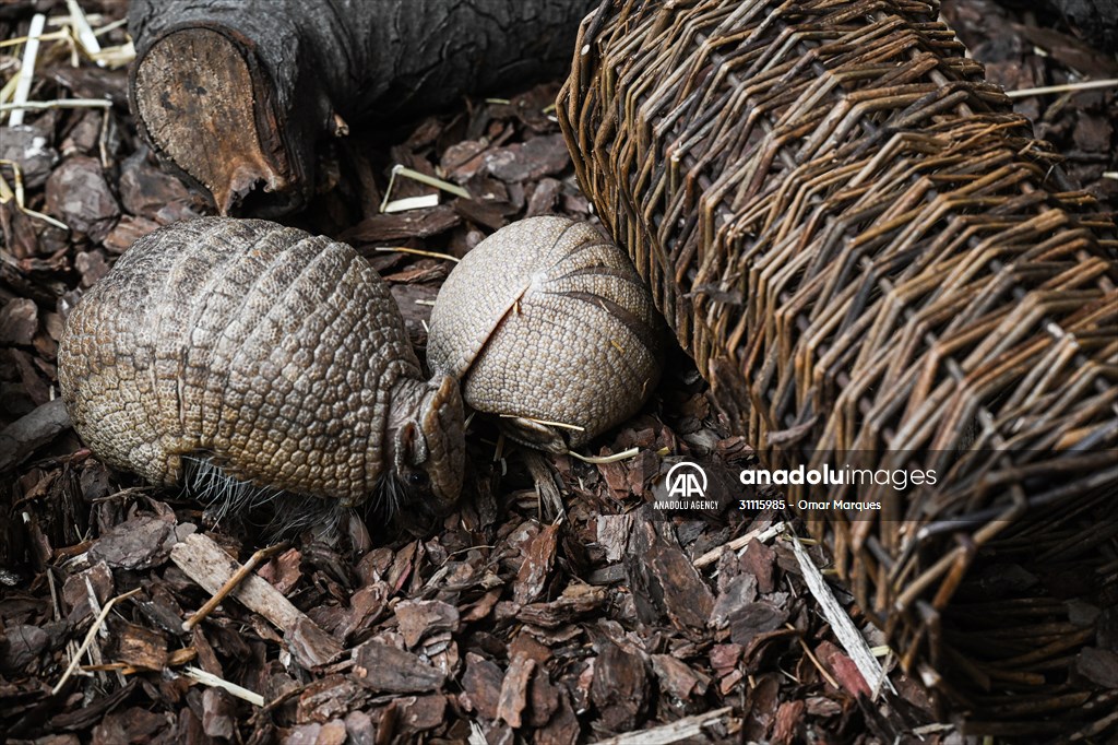 Rare newborn Brazilian three banded armadillo at Wroclaw Zoo
