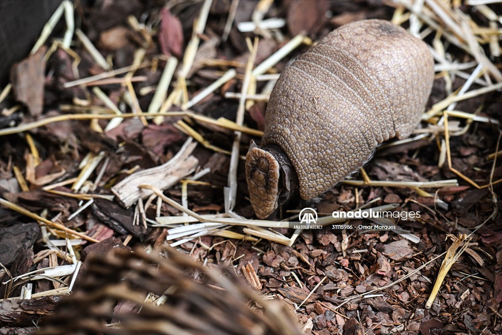 Rare newborn Brazilian three banded armadillo at Wroclaw Zoo
