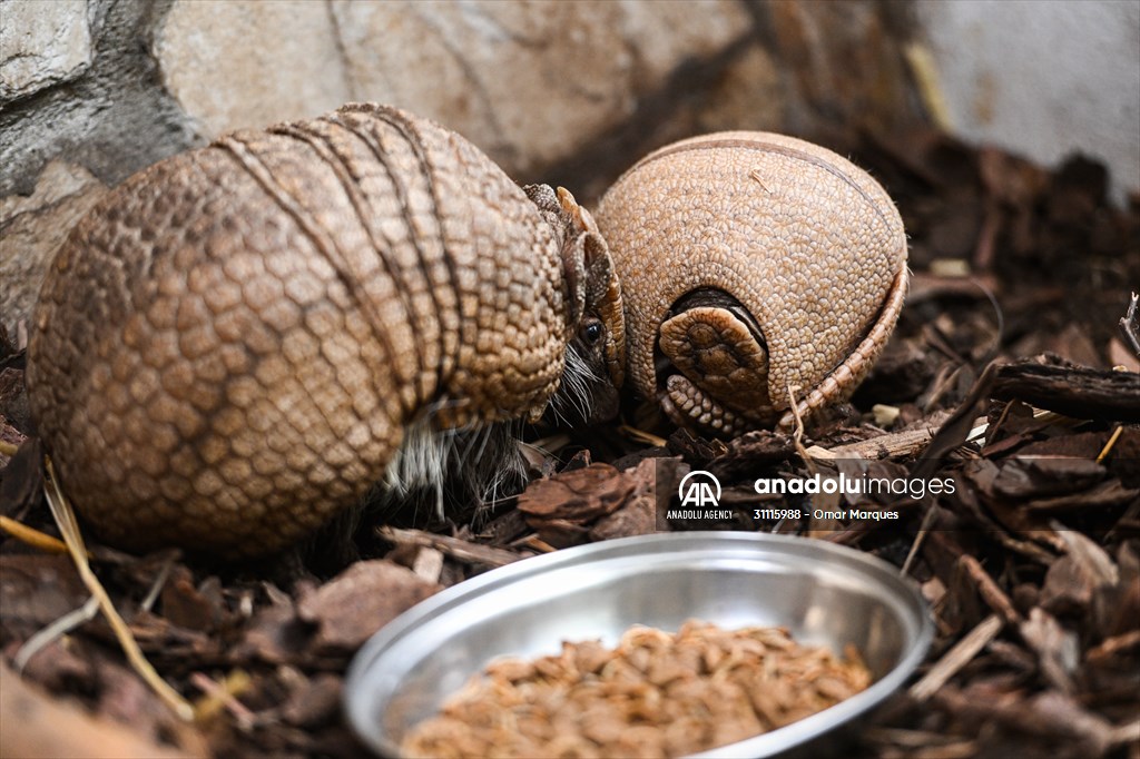 Rare newborn Brazilian three banded armadillo at Wroclaw Zoo