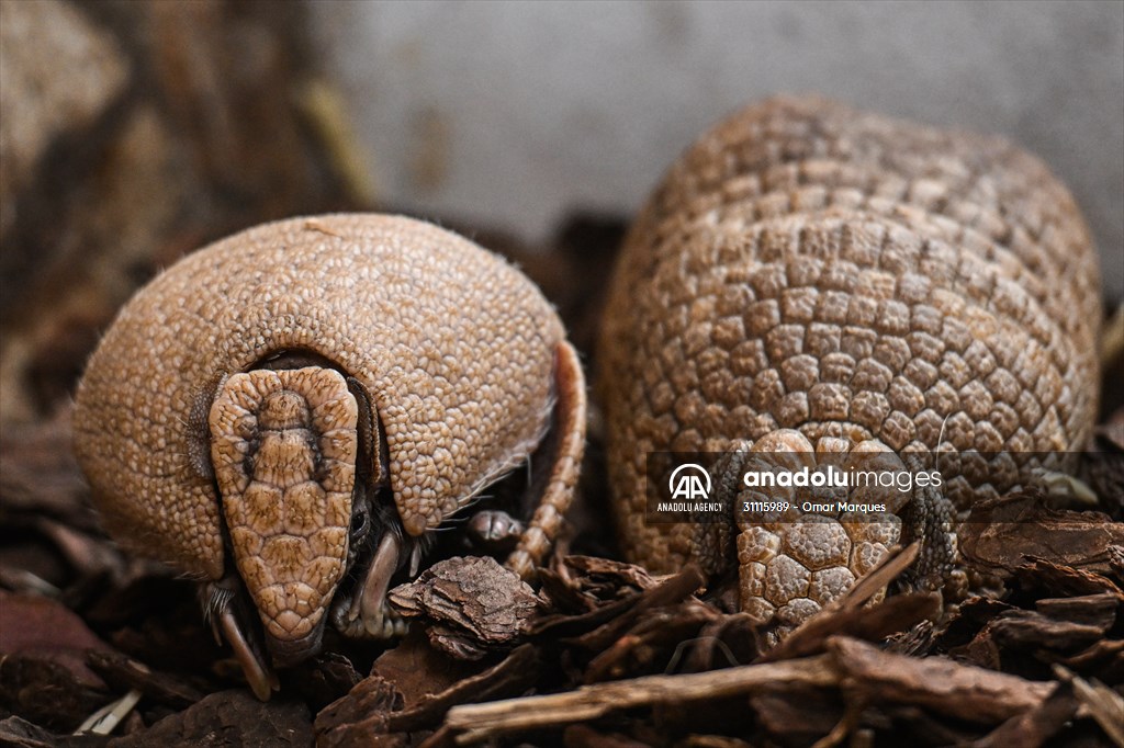 Rare newborn Brazilian three banded armadillo at Wroclaw Zoo