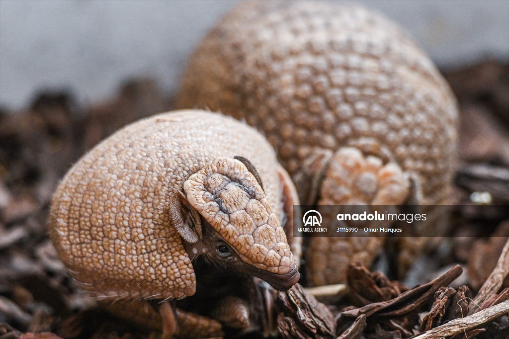 Rare newborn Brazilian three banded armadillo at Wroclaw Zoo