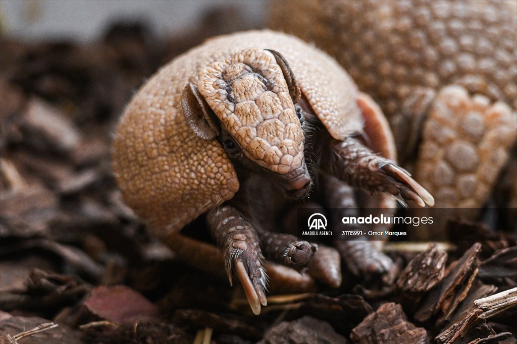 Rare newborn Brazilian three banded armadillo at Wroclaw Zoo