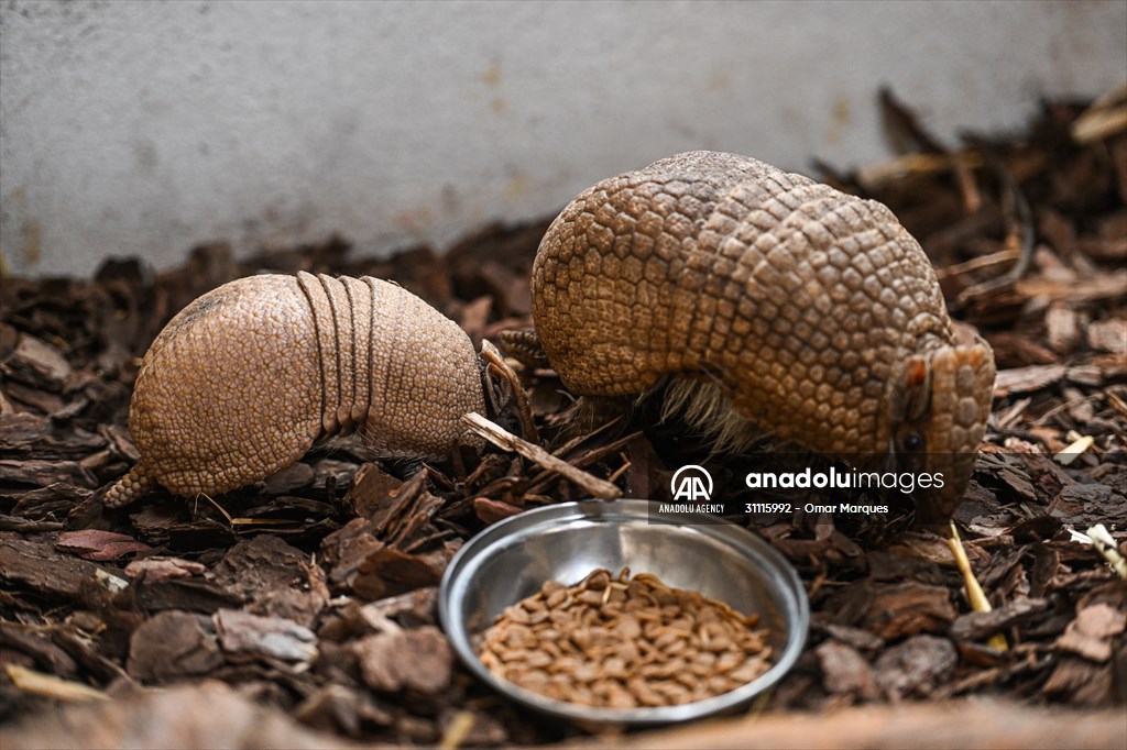 Rare newborn Brazilian three banded armadillo at Wroclaw Zoo