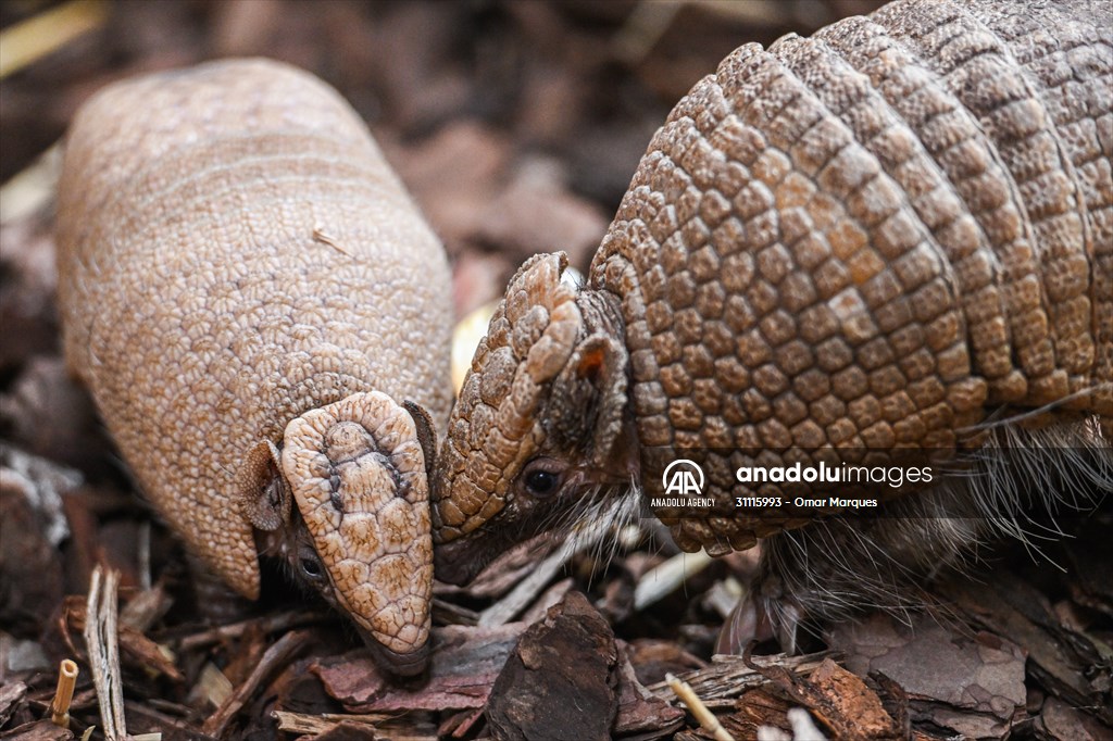 Rare newborn Brazilian three banded armadillo at Wroclaw Zoo