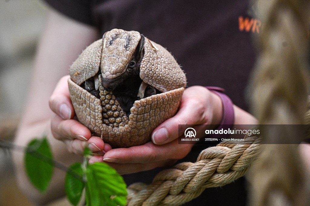 Rare newborn Brazilian three banded armadillo at Wroclaw Zoo