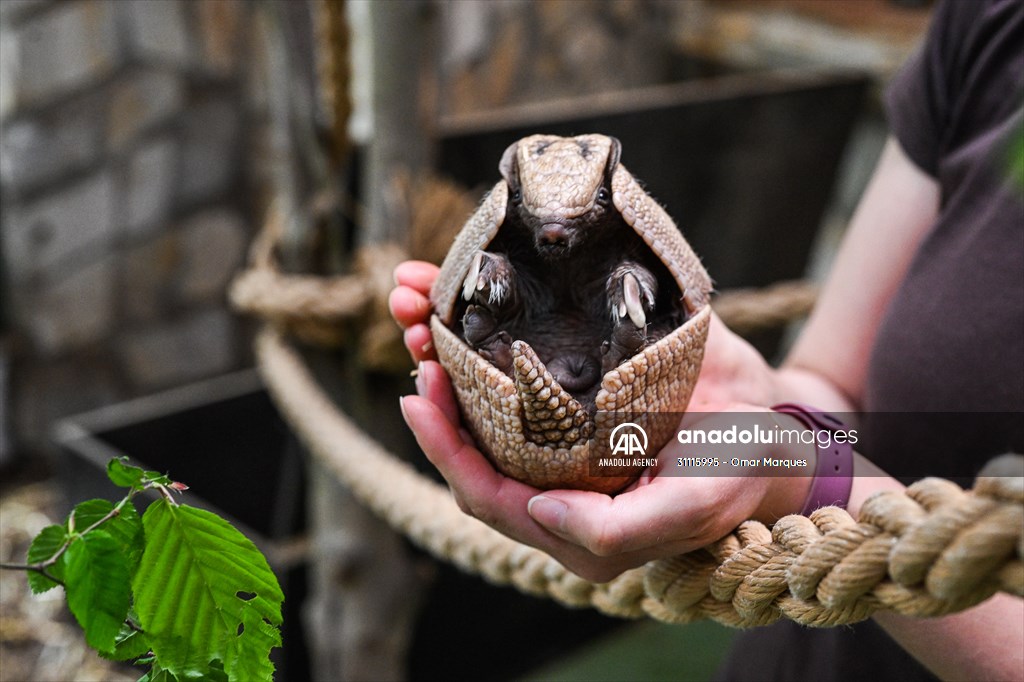 Rare newborn Brazilian three banded armadillo at Wroclaw Zoo