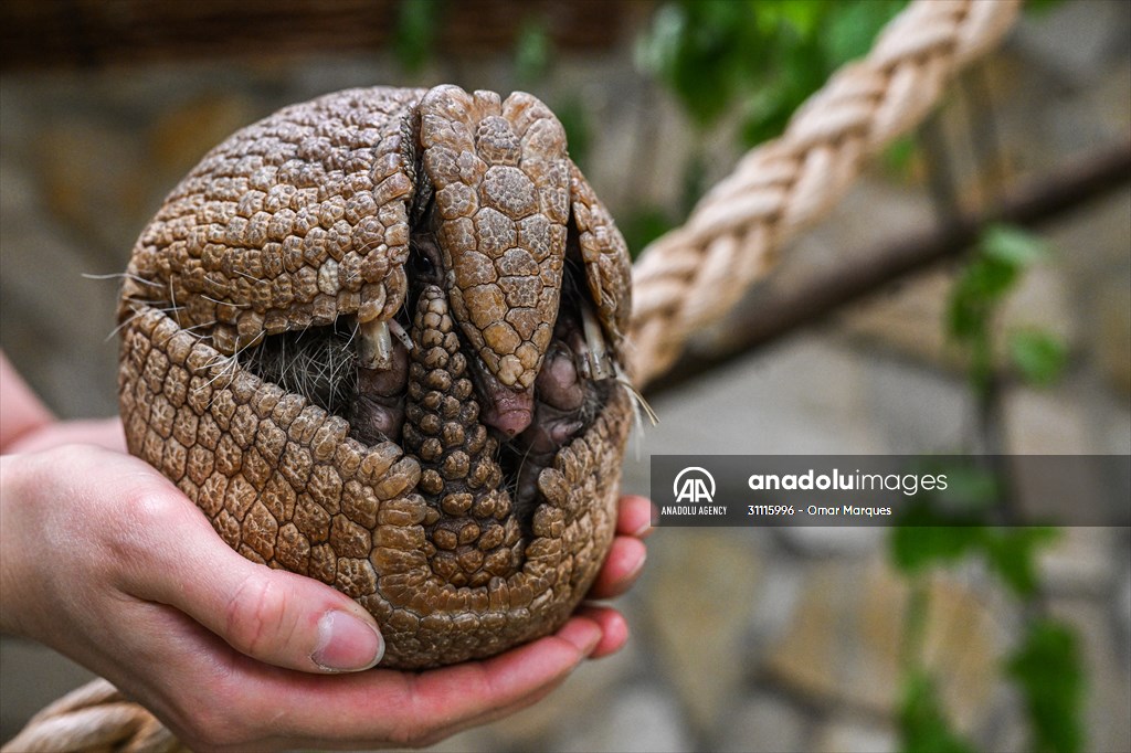 Rare newborn Brazilian three banded armadillo at Wroclaw Zoo