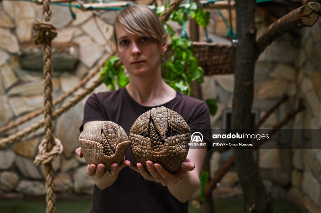 Rare newborn Brazilian three banded armadillo at Wroclaw Zoo