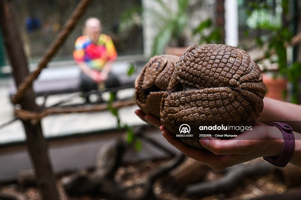 Rare newborn Brazilian three banded armadillo at Wroclaw Zoo