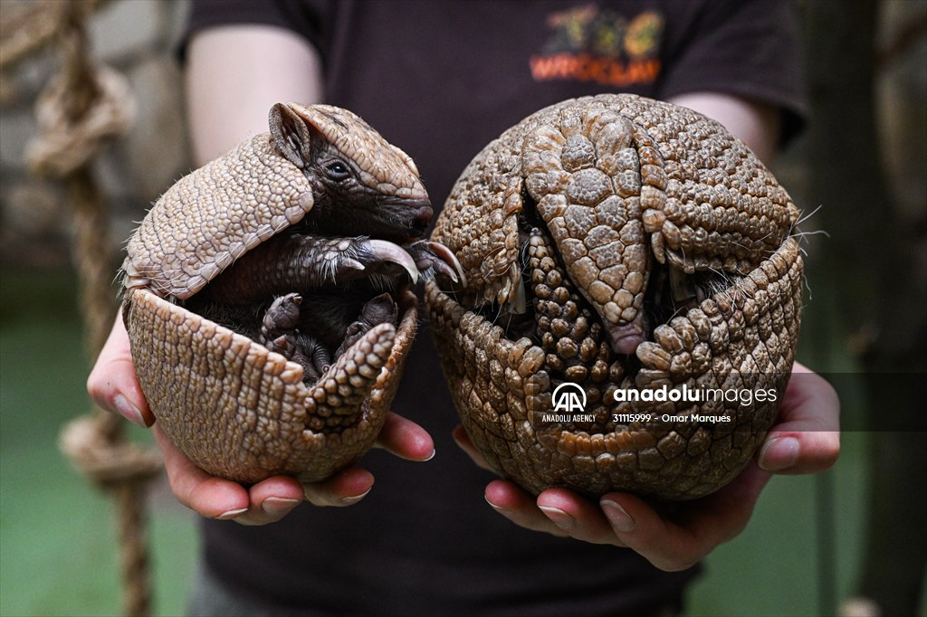 Rare newborn Brazilian three banded armadillo at Wroclaw Zoo | Anadolu ...