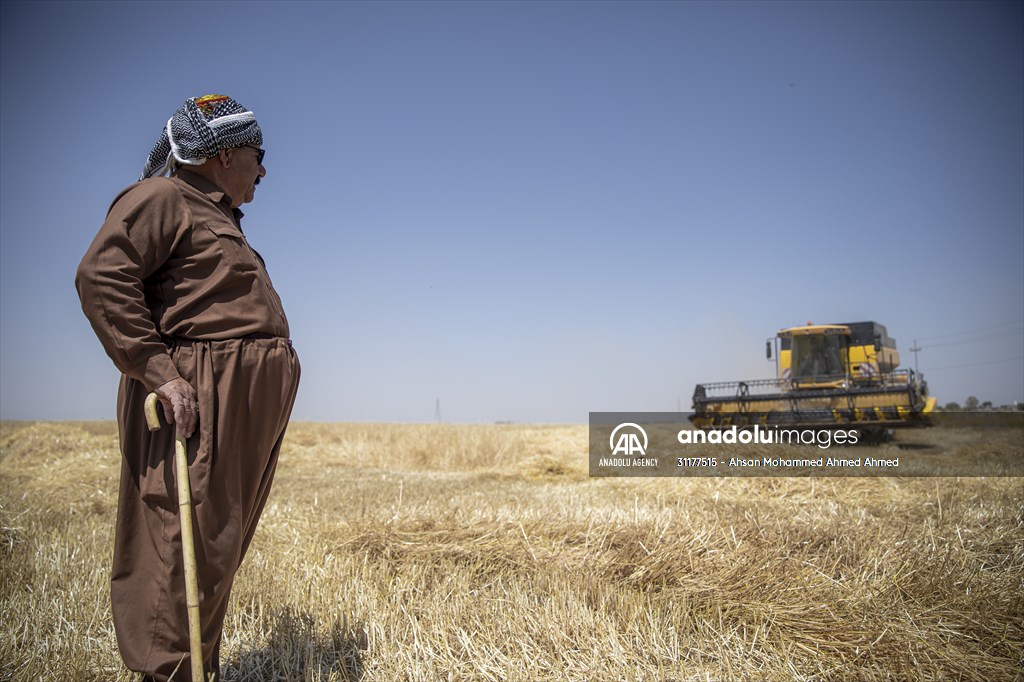 Grain harvest in Iraq's Erbil