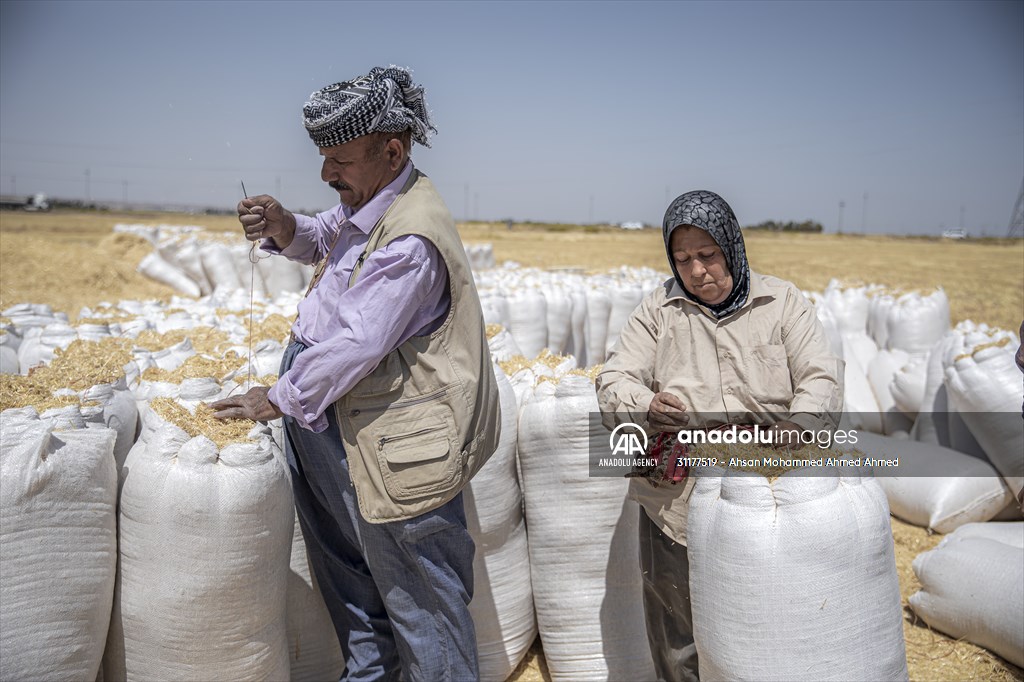 Grain harvest in Iraq's Erbil