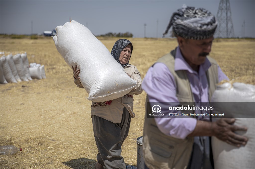 Grain harvest in Iraq's Erbil