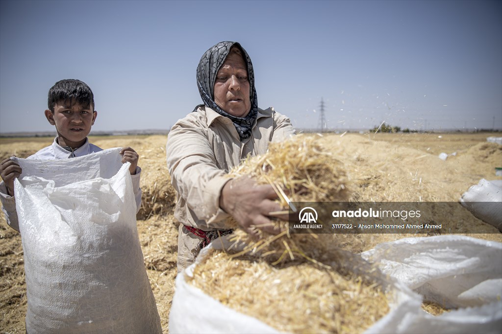 Grain harvest in Iraq's Erbil