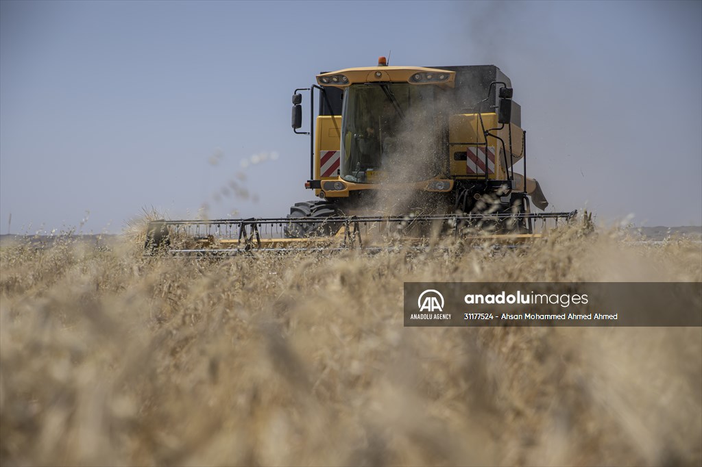 Grain harvest in Iraq's Erbil