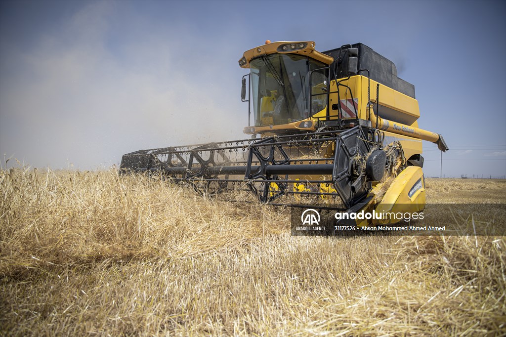 Grain harvest in Iraq's Erbil