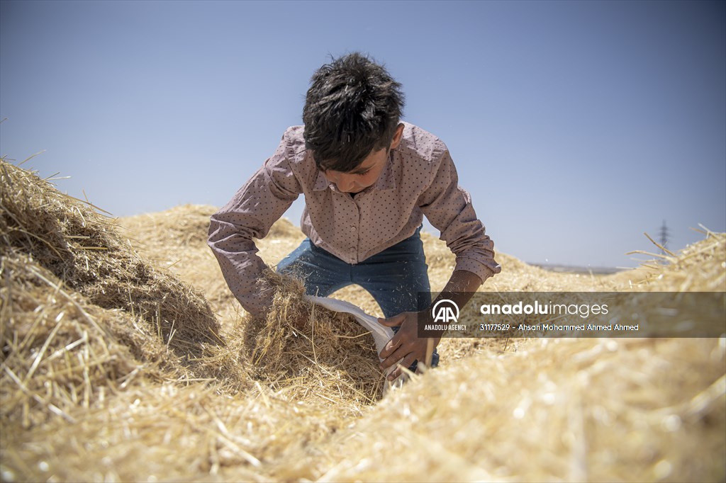 Grain harvest in Iraq's Erbil