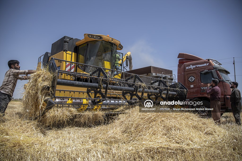 Grain harvest in Iraq's Erbil