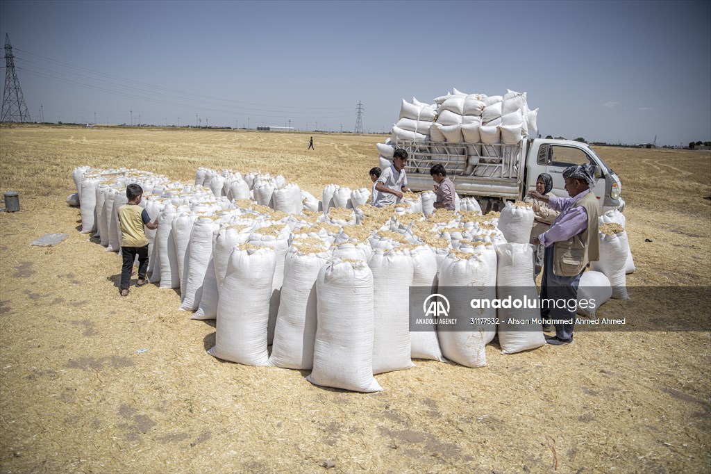 Grain harvest in Iraq's Erbil