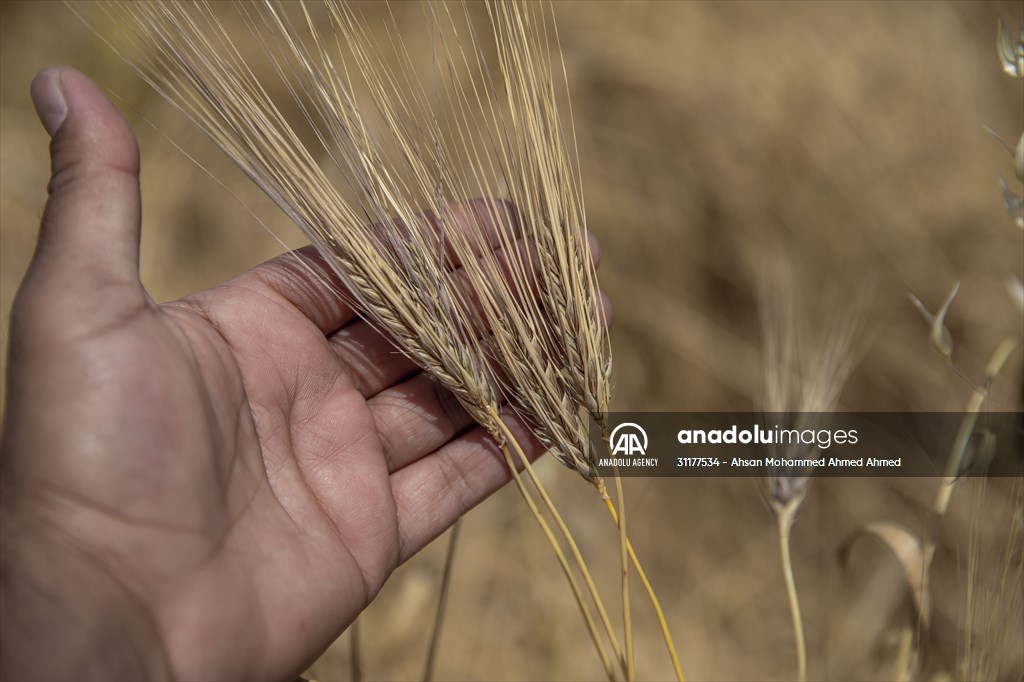 Grain harvest in Iraq's Erbil