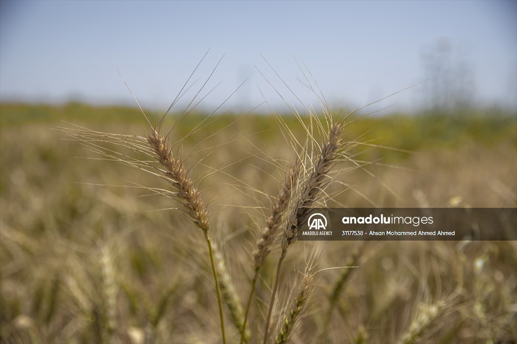 Grain harvest in Iraq's Erbil