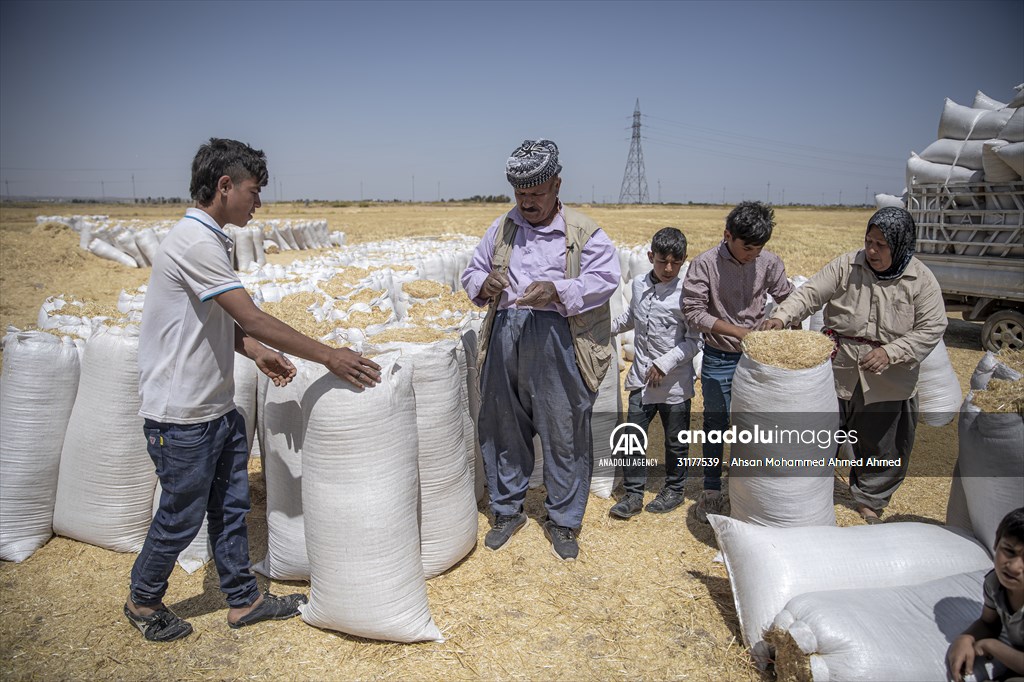 Grain harvest in Iraq's Erbil