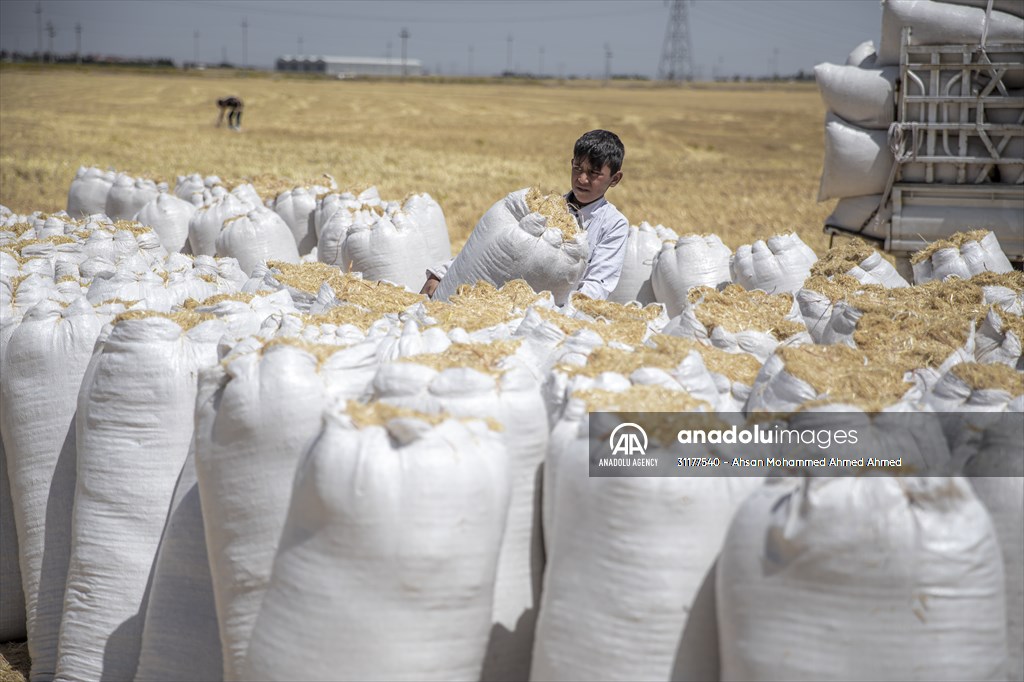 Grain harvest in Iraq's Erbil